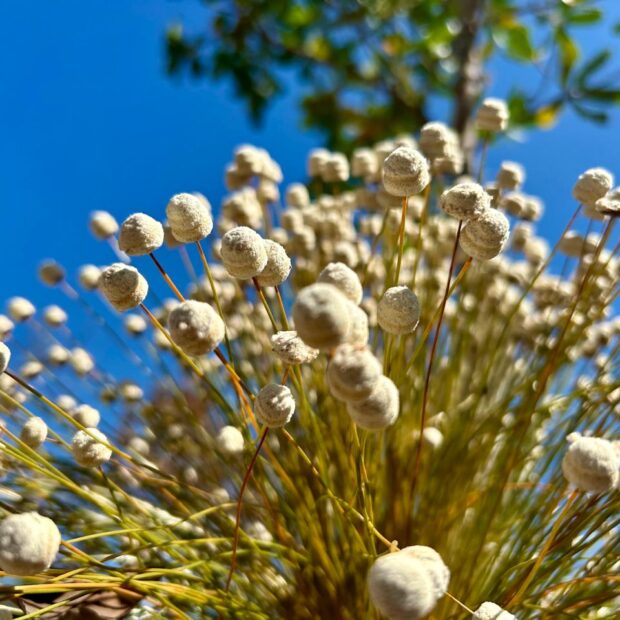 whatsapp image 2024 09 11 at 07.18.24