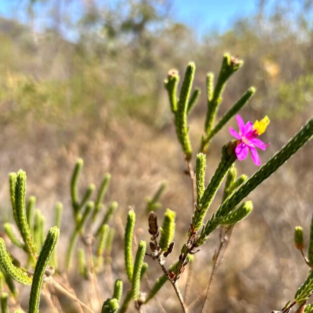 whatsapp image 2024 09 11 at 07.18.25 (2)