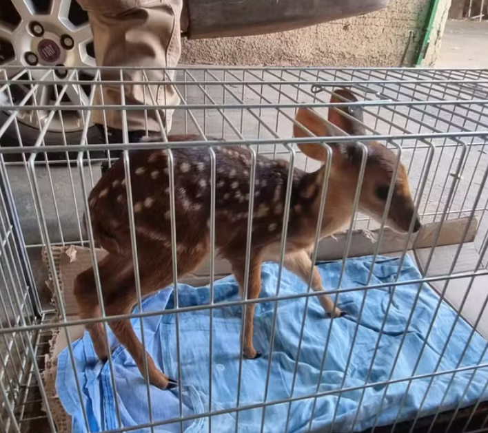 filhote de veado resgatado