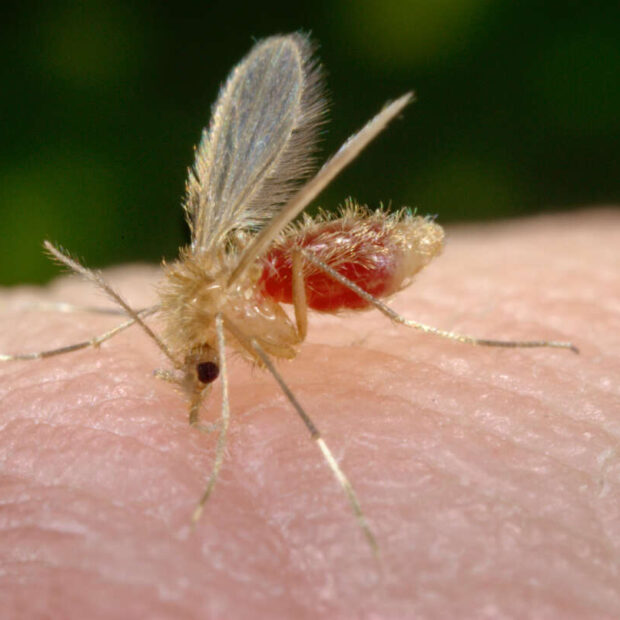 original title: sandfly 15 11.jpg