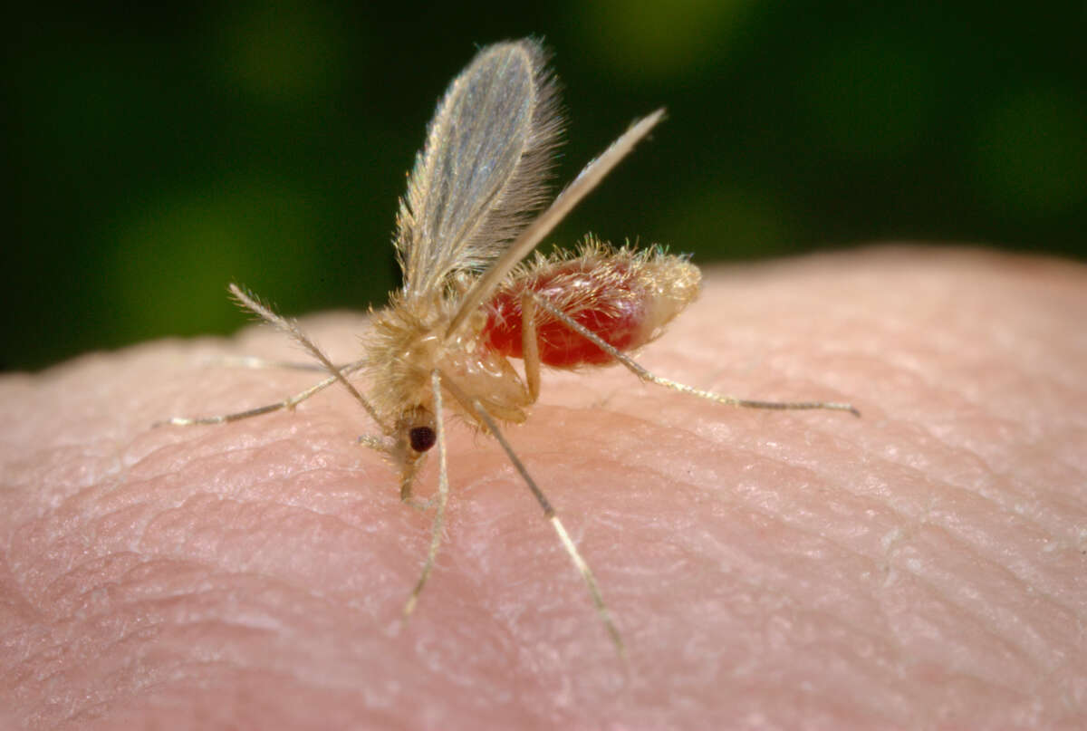 original title: sandfly 15 11.jpg