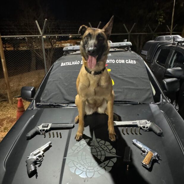 operação da bpcães