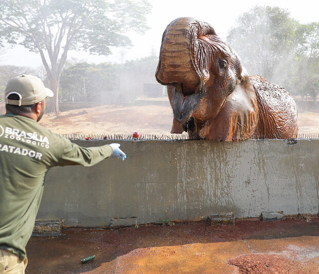 zoológico de brasília