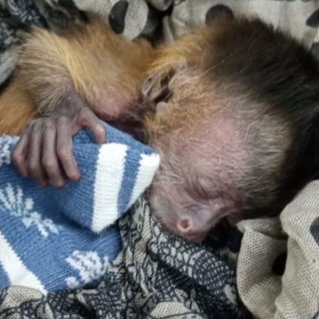 macaca resgatado pantanal