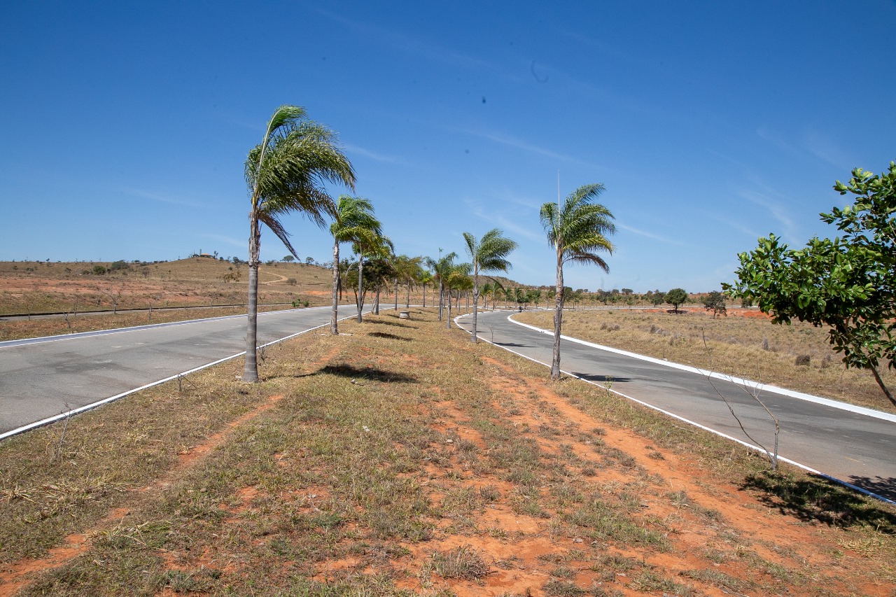 jacarandás