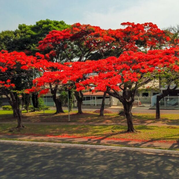 primavera