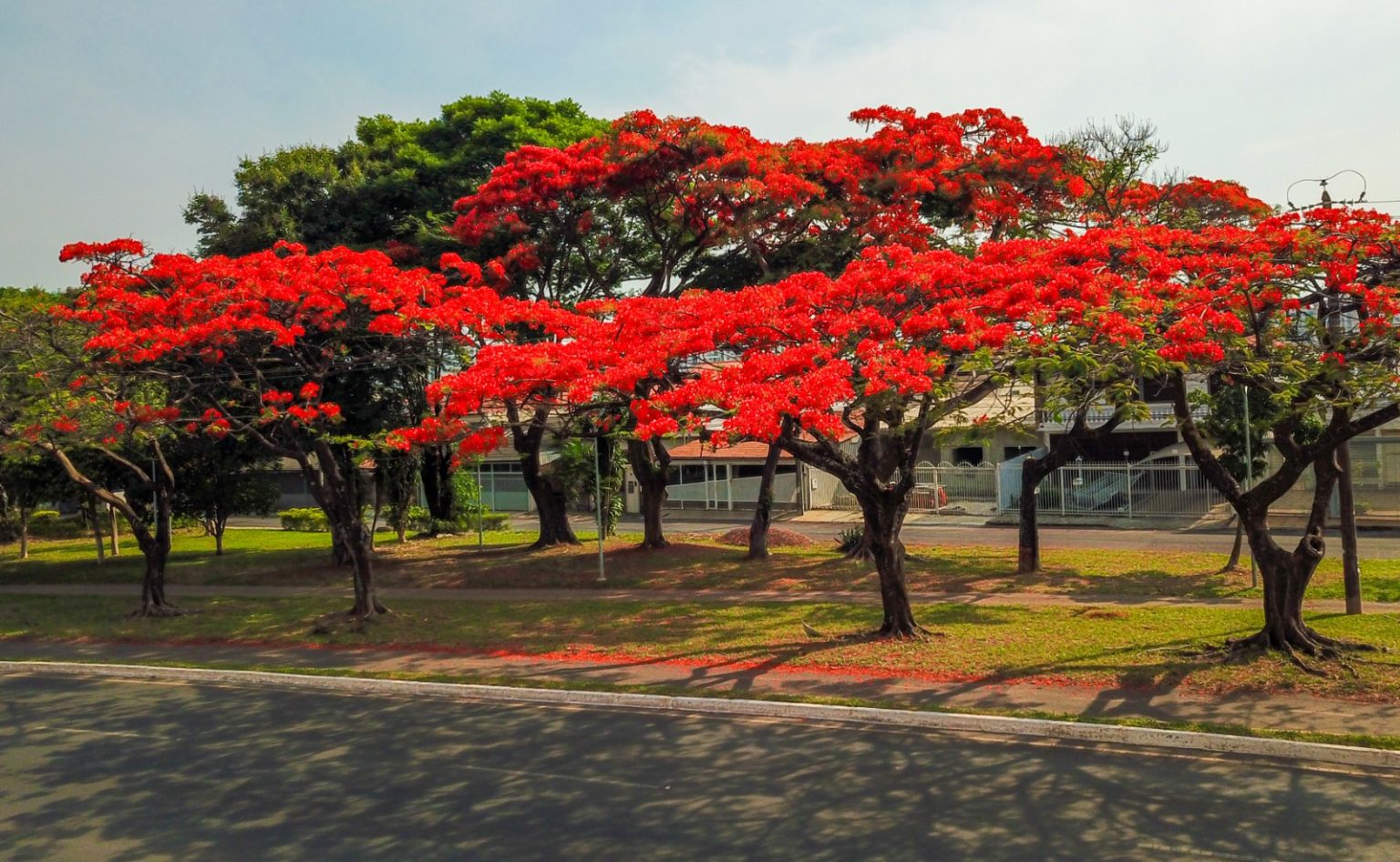 primavera