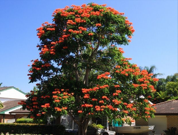 sementes spatodia spathodea 03 2nd