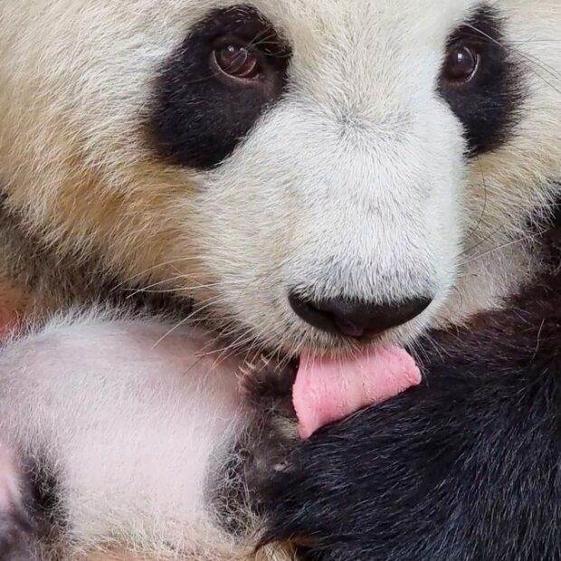 germany zoo animal panda