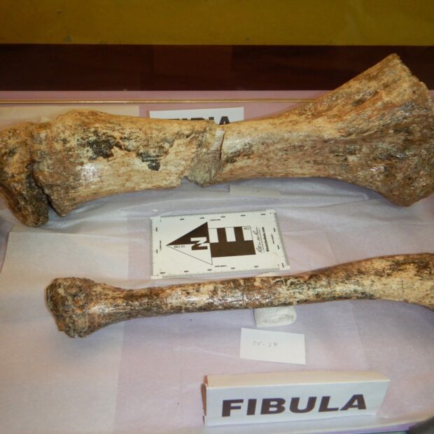 peru science palaeontology fossil