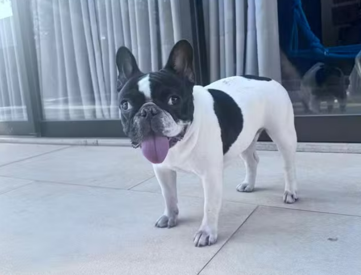 cadela morre após banho em pet shop