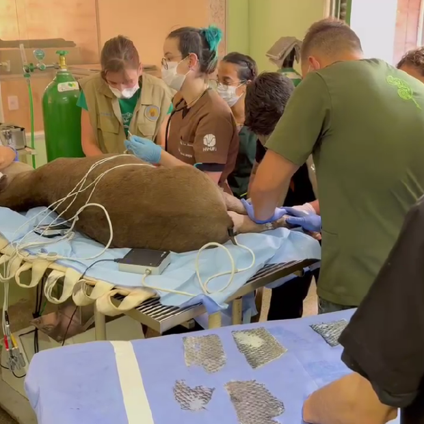 anta macho em tratamento no hospital veterinário do zoo de brasília chegou ao local desidratado e com graves queimaduras nas patas