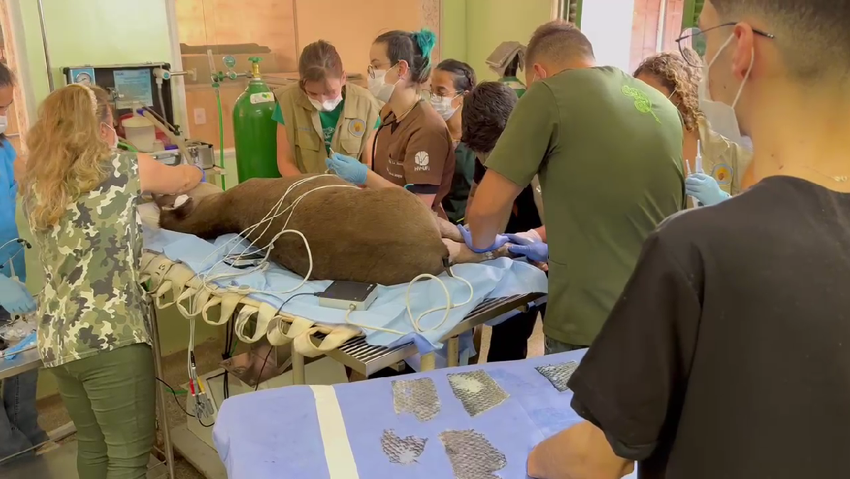 anta macho em tratamento no hospital veterinário do zoo de brasília chegou ao local desidratado e com graves queimaduras nas patas