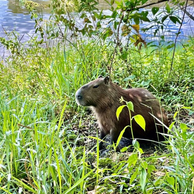 foto 2 mat estudo capivaras 768x1024