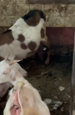 captura de tela 2024 10 02 070827