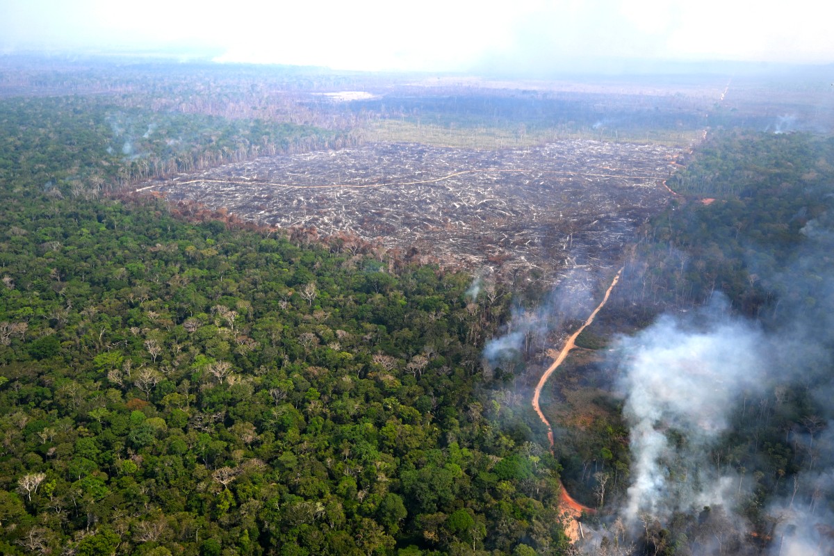 files eu environment forest deforestation