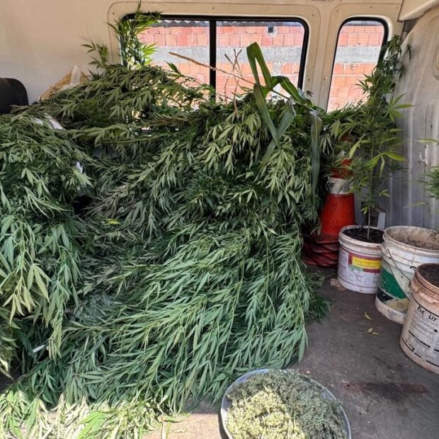 pmdf apreende pés de maconha