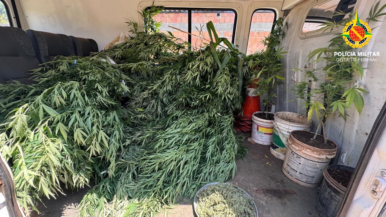 pmdf apreende pés de maconha
