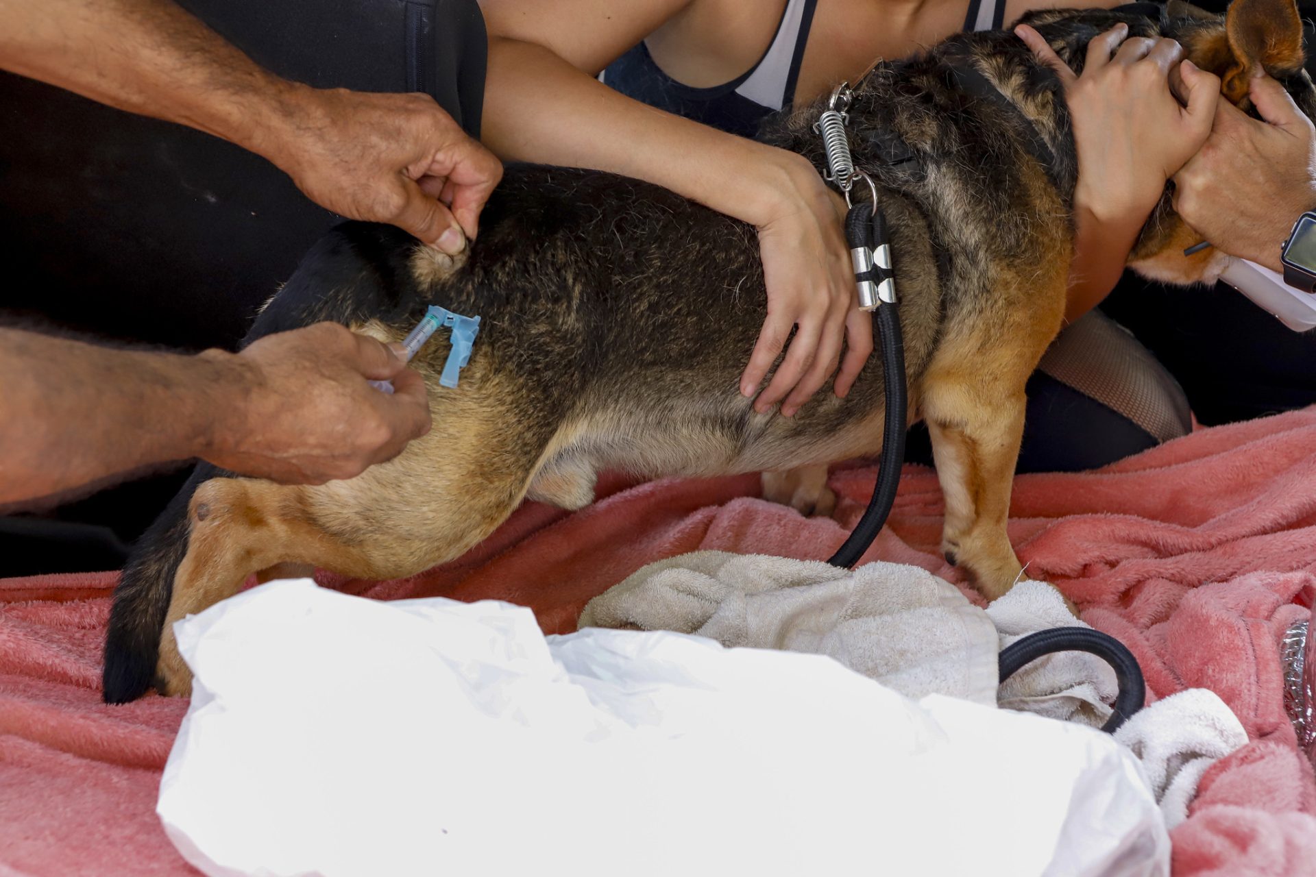 campanha de vacinacao antirrabica de caes e gatos foto jhonatan cantarelle agencia saude df 3 1920x1280