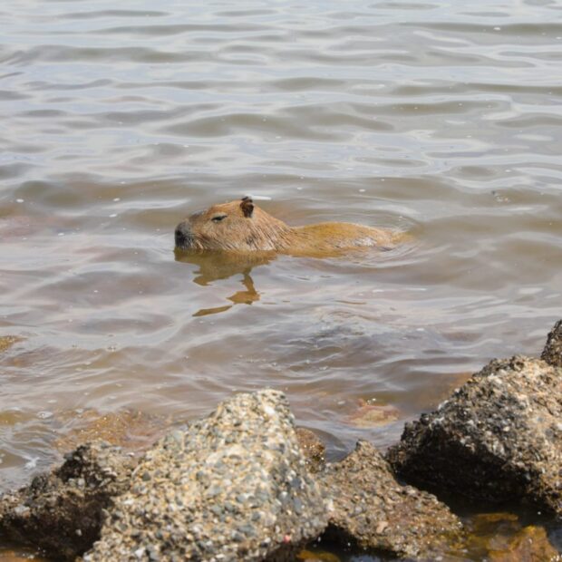 4.10. febre maculosa. foto geovana albuquerque agencia brasilia 1536x1023
