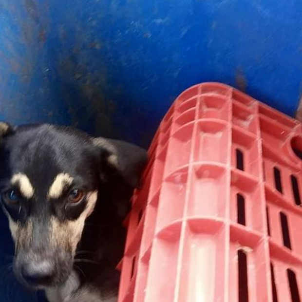 captura de tela 2024 10 09 120510