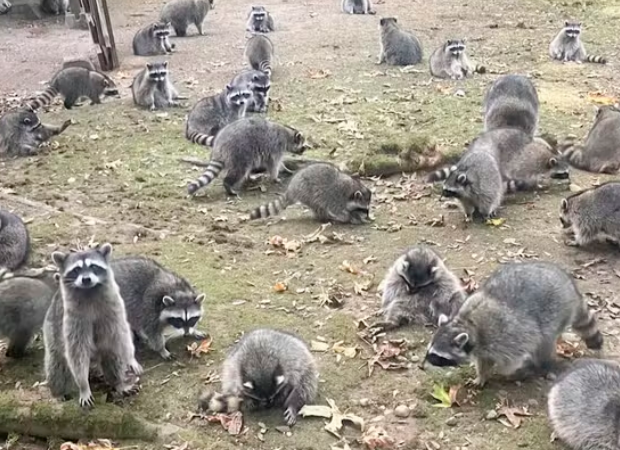 captura de tela 2024 10 10 104156