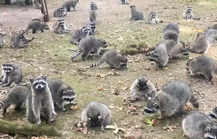 captura de tela 2024 10 10 104156