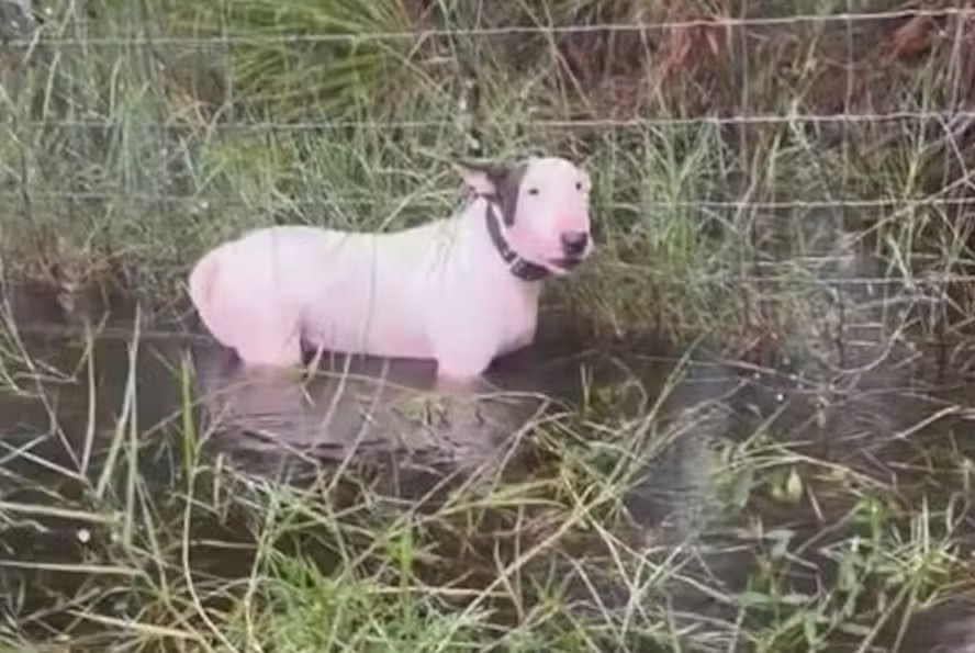 cachorro