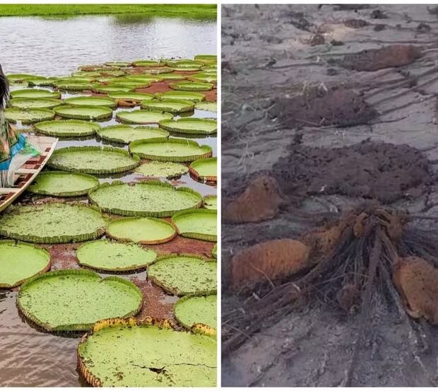 antes e depois da vitoria regia