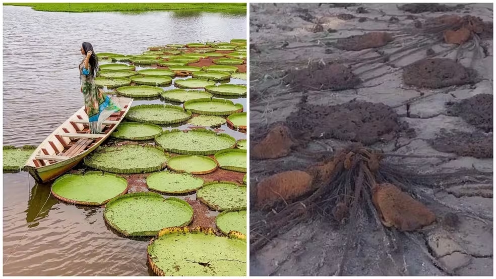 antes e depois da vitoria regia