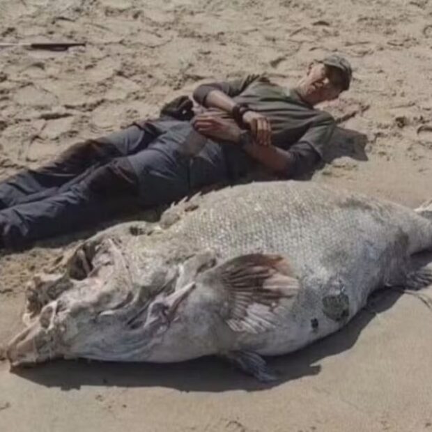 morte peixe mero