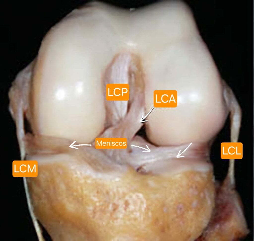 whatsapp image 2024 10 14 at 09.02.12