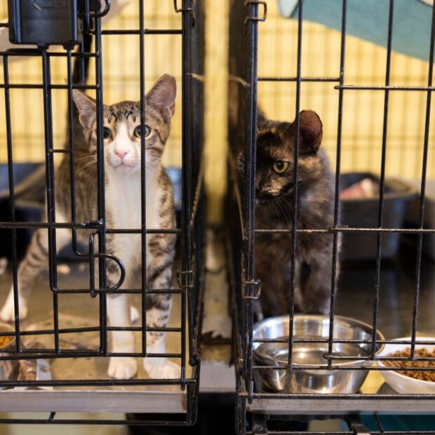 whatsapp image 2024 10 16 at 10.35.06