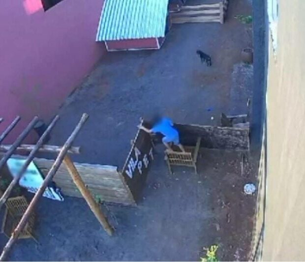 crianca mata 23 animais