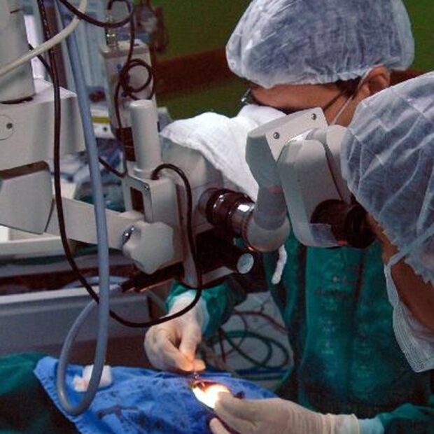 tranplantes vale esta