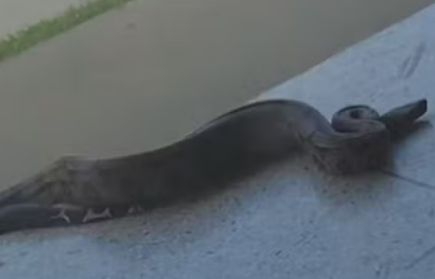 captura de tela 2024 10 25 055620