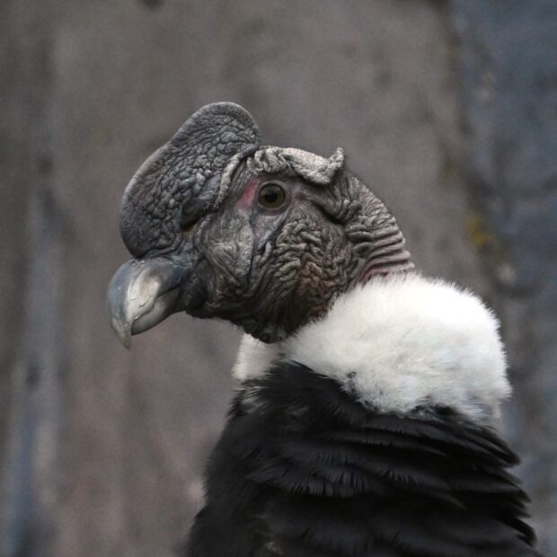 colombia animal condor