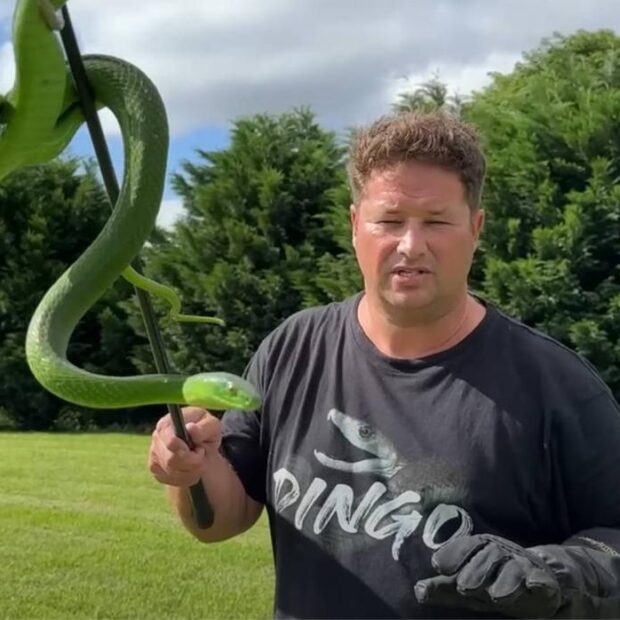 dingo dinkelman e mamba verde