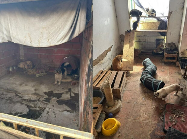 captura de tela 2024 11 01 115949 (1)