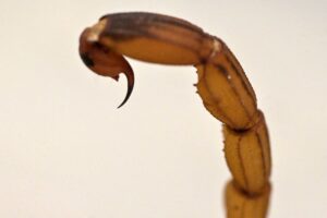 escorpião 3