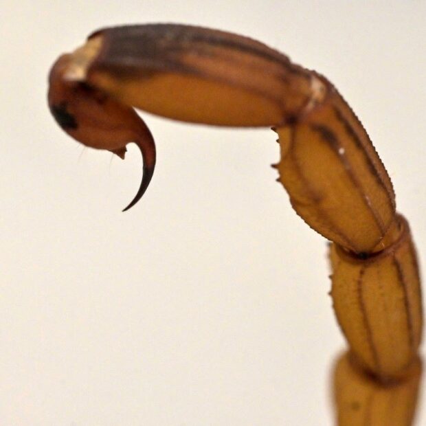 escorpião 3