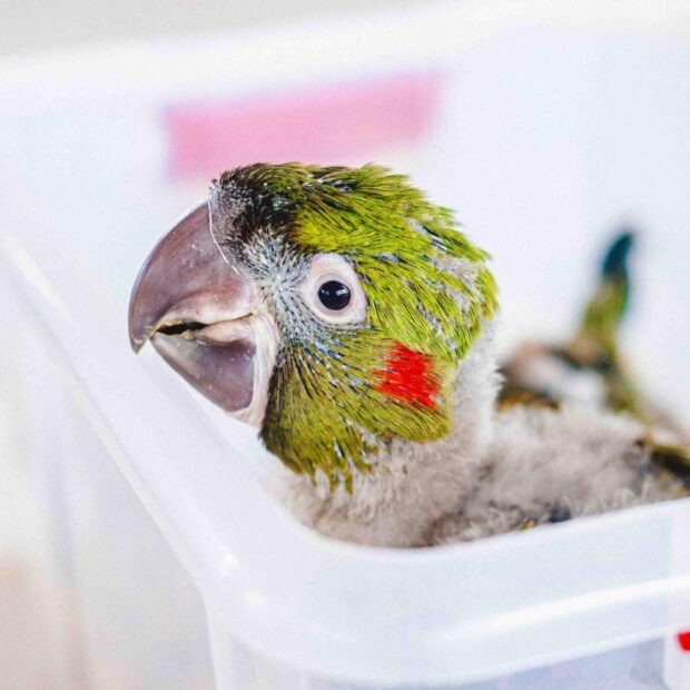 aves raras, duas ararinhas de testa vermelha nascem no zoo de brasília