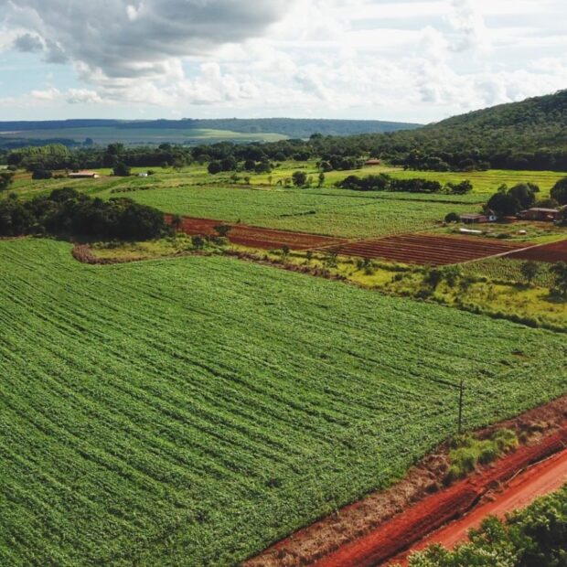 projetos no descoberto e no pipiripau incentivam educação ambiental com plantio de mudas do cerrado