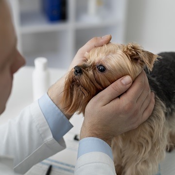 whatsapp image 2024 11 08 at 10.02.45