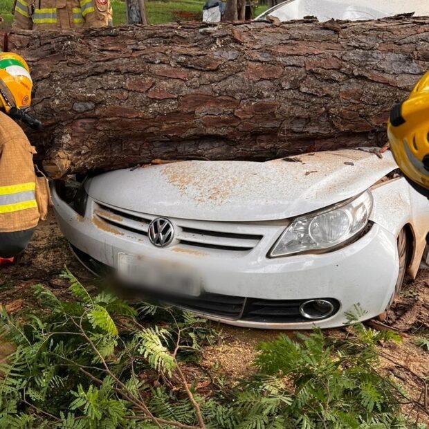 imagem do whatsapp de 2024 11 08 à(s) 19.22.14 ee961353