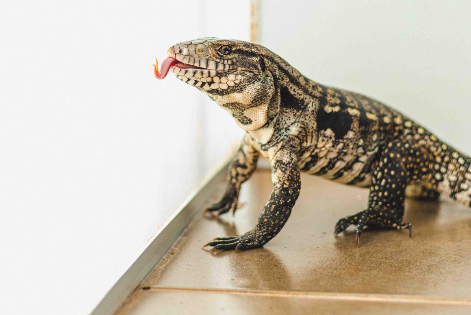 lagarto