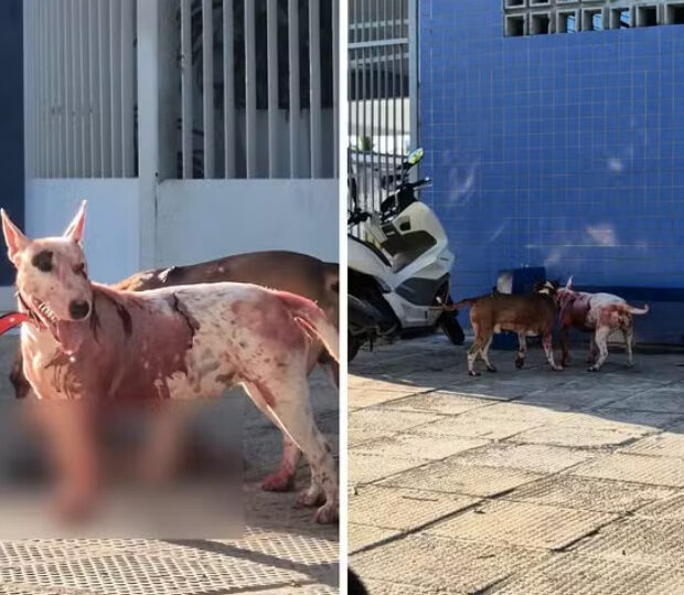 captura de tela 2024 11 22 102947