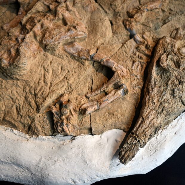 peru palaeontology fossil crocodile