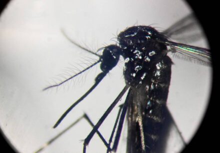 chikungunya