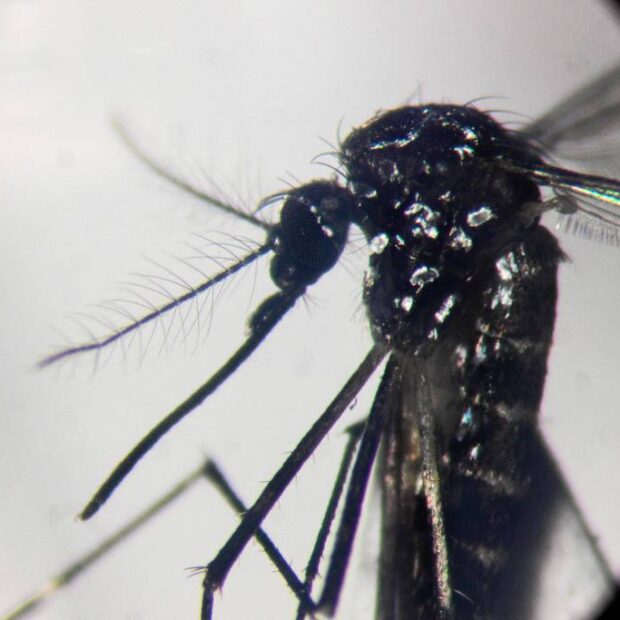 chikungunya
